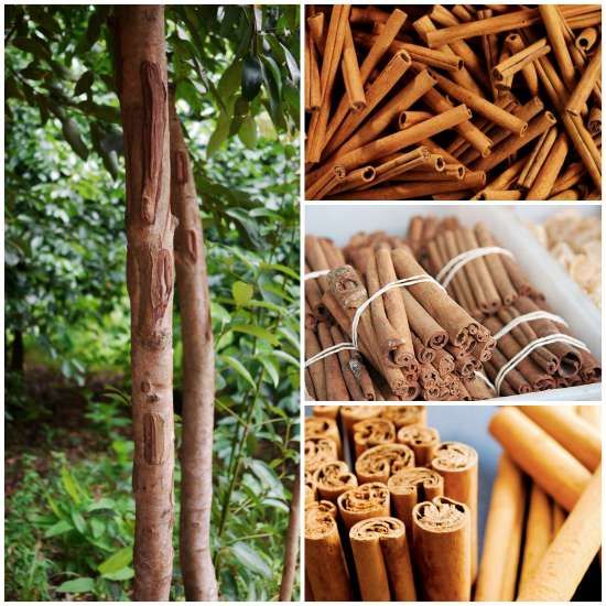 cinnamon